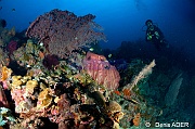 Ambiance Rudi-Moga Island Inner pinacle-36m-20180530-Denis-ADER-DSC_2126_tn